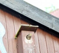 Ein Amseljunges wird gefüttert / Vang - Bornholm -- Fodring af Solsort barn / Vang - Bornholm