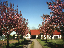 Ferienhaus / Sommerhaus Bornholm  Gemütliches und schön renoviertes Ferienhaus, idyllisch, ländlich gelegen, umgeben von Feldern. Wohnzimmer mit Satellit TV und Radio/CD. Offene Küche mit E-Herd und Dunstabzug. Bad mit DU/WC. Zwei Schlafzimmer. Waschmaschine. 

Ausgang vom Wohnzimmer auf überdachte Terrasse mit Gartenmöbeln. Nutzung von großem Garten mit Bäumen und Spielflächen möglich. 

Grillgelegenheiten und Feuerplatz. 
Kostenloses drahtloses Internet. 

Bestens geeignet für einen Familienurlaub mit Ruhe und Naturerlebnisse.