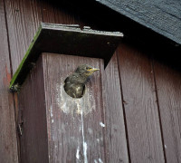 Ein Amseljunges wird gefüttert / Vang - Bornholm -- Fodring af Solsort barn / Vang - Bornholm