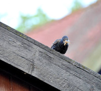 Ein Amseljunges wird gefüttert / Vang - Bornholm -- Fodring af Solsort barn / Vang - Bornholm