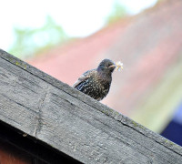 Ein Amseljunges wird gefüttert / Vang - Bornholm -- Fodring af Solsort barn / Vang - Bornholm