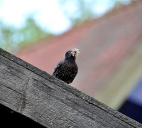 Ein Amseljunges wird gefüttert / Vang - Bornholm -- Fodring af Solsort barn / Vang - Bornholm
