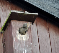 Ein Amseljunges wird gefüttert / Vang - Bornholm -- Fodring af Solsort barn / Vang - Bornholm