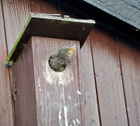 Ein Amseljunges wird gefüttert / Vang - Bornholm -- Fodring af Solsort barn / Vang - Bornholm