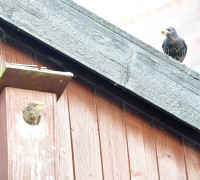 Ein Amseljunges wird gefüttert / Vang - Bornholm -- Fodring af Solsort barn / Vang - Bornholm