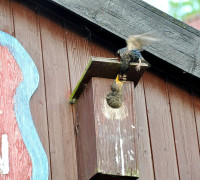 Ein Amseljunges wird gefüttert / Vang - Bornholm -- Fodring af Solsort barn / Vang - Bornholm