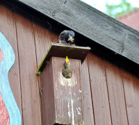 Ein Amseljunges wird gefüttert / Vang - Bornholm -- Fodring af Solsort barn / Vang - Bornholm