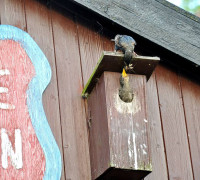 Ein Amseljunges wird gefüttert / Vang - Bornholm -- Fodring af Solsort barn / Vang - Bornholm