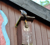Ein Amseljunges wird gefüttert / Vang - Bornholm -- Fodring af Solsort barn / Vang - Bornholm
