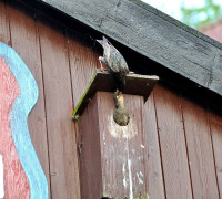 Ein Amseljunges wird gefüttert / Vang - Bornholm -- Fodring af Solsort barn / Vang - Bornholm