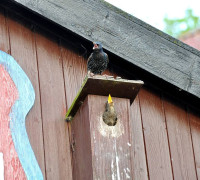 Ein Amseljunges wird gefüttert / Vang - Bornholm -- Fodring af Solsort barn / Vang - Bornholm