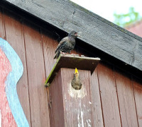 Ein Amseljunges wird gefüttert / Vang - Bornholm -- Fodring af Solsort barn / Vang - Bornholm