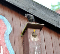 Ein Amseljunges wird gefüttert / Vang - Bornholm -- Fodring af Solsort barn / Vang - Bornholm