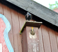 Ein Amseljunges wird gefüttert / Vang - Bornholm -- Fodring af Solsort barn / Vang - Bornholm