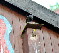 Ein Amseljunges wird gefüttert / Vang - Bornholm -- Fodring af Solsort barn / Vang - Bornholm