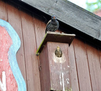 Ein Amseljunges wird gefüttert / Vang - Bornholm -- Fodring af Solsort barn / Vang - Bornholm