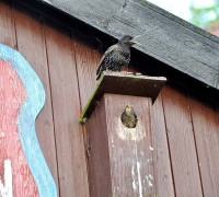 Ein Amseljunges wird gefüttert / Vang - Bornholm -- Fodring af Solsort barn / Vang - Bornholm