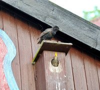 Ein Amseljunges wird gefüttert / Vang - Bornholm -- Fodring af Solsort barn / Vang - Bornholm