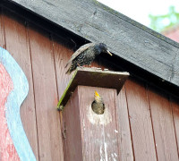 Ein Amseljunges wird gefüttert / Vang - Bornholm -- Fodring af Solsort barn / Vang - Bornholm