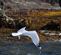 Hammerhafen bootsfahrt - Bornholm - Hammerhavn Bådfart
