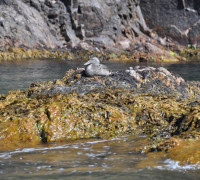 Hammerhafen bootsfahrt - Bornholm - Hammerhavn Bådfart