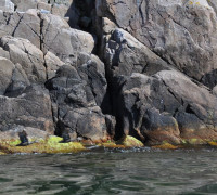 Hammerhafen bootsfahrt - Bornholm - Hammerhavn Bådfart